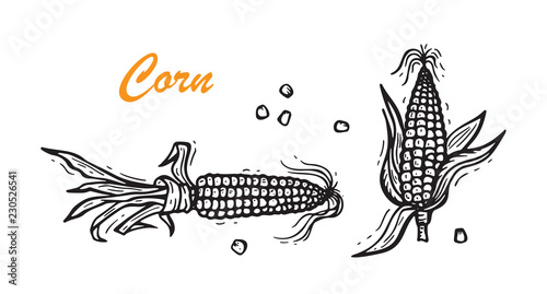 Maize. Vector Vegetable. Hand drawn doodle Corn cobs and corn grains