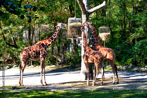 Giraffes eating grass on background of trees.