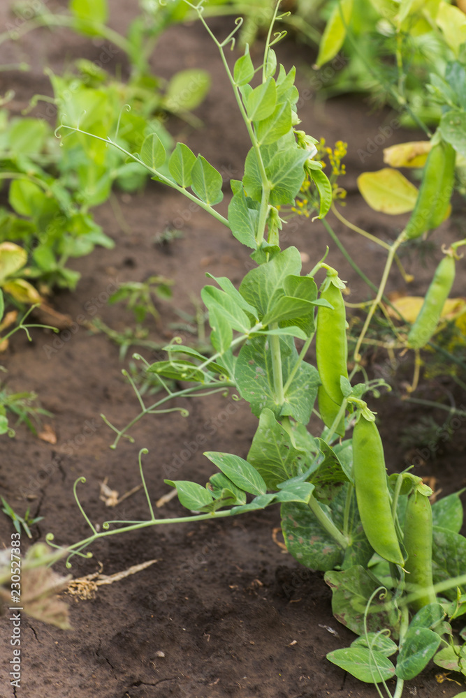 Pisum sativum, pea, garden peas in the garden. Young pea sprouts. Pea pod on bush close-up. Vegetarian food. Pisum sativum, pea, garden peas in the garden. Young pea sprouts. Pea pod on bush close-up. Vegetarian food.