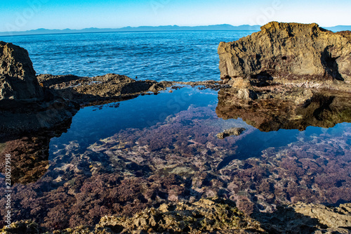 botanical tide pool reflecting the light from the ocean © Takumi.m