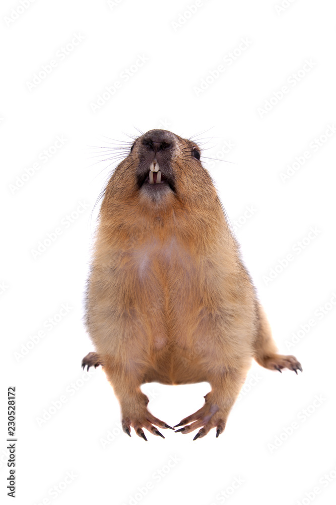 The bobak or steppe marmot on white background The bobak or steppe marmot on white background