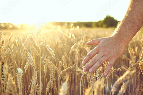 Closeup of farmer's hand over wheat ears growing in summer. Sunset over golden crop field in countryside. Agricultural growth and farming concept.