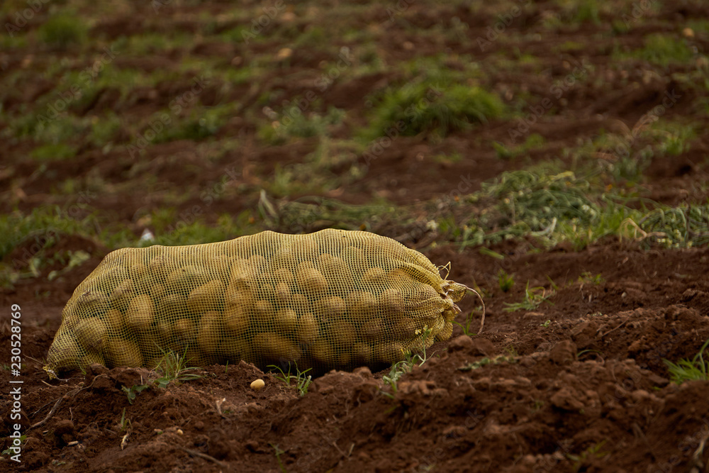 Obraz premium Costal de papas