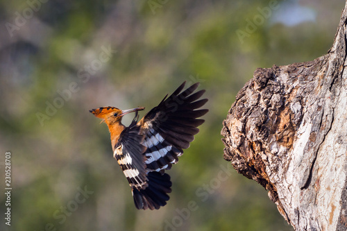 African hoopoe in Kruger National park, South Africa   Specie Upupa africana family of Upupidae © PACO COMO