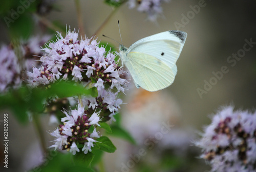 butterfly on a flower
