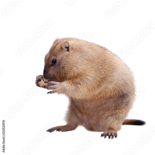 The bobak or steppe marmot on white background
