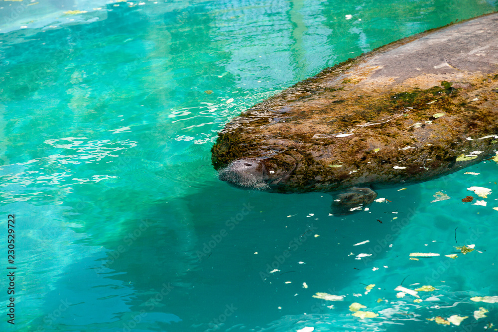 Florida manatee also called the West Indian manatee or sea cow
