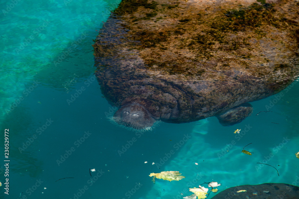 Florida manatee also called the West Indian manatee or sea cow