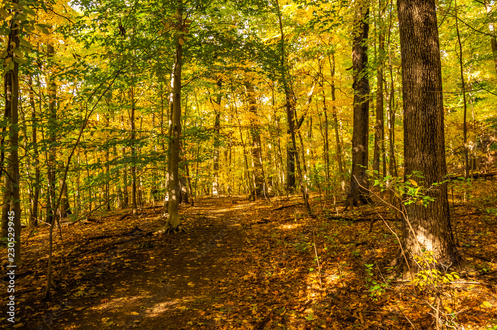 autumn in the forest