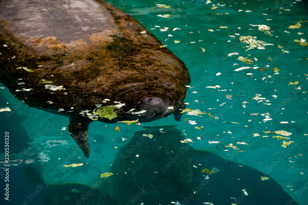 Florida manatee also called the West Indian manatee or sea cow