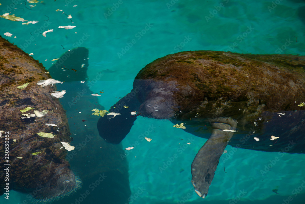 Florida manatee also called the West Indian manatee or sea cow