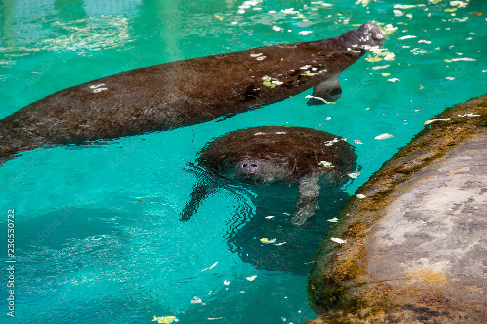 Florida manatee also called the West Indian manatee or sea cow