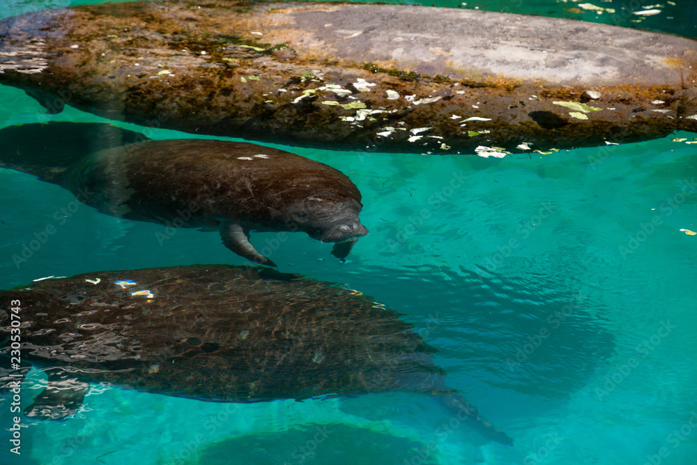 Florida manatee also called the West Indian manatee or sea cow