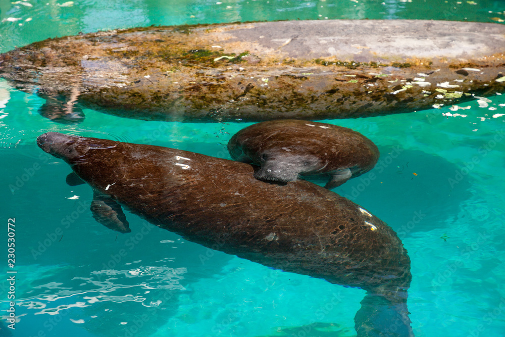 Florida manatee also called the West Indian manatee or sea cow
