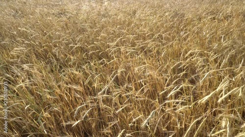 Golden Stalks Of Wheat Blowing In The Wind In A Wheat Field photo