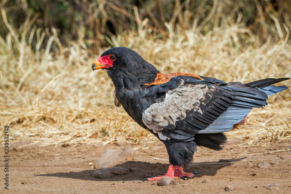 Naklejka premium Bateleur Eagle in Kruger National park, South Africa ; Specie Terathopius ecaudatus family of Accipitridae