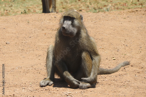 Zambian Baboon