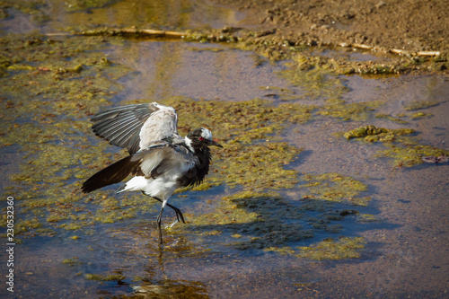 Blacksmith Lapwing in Kruger National park, South Africa ; Specie Vanellus armatus family of Charadriidae