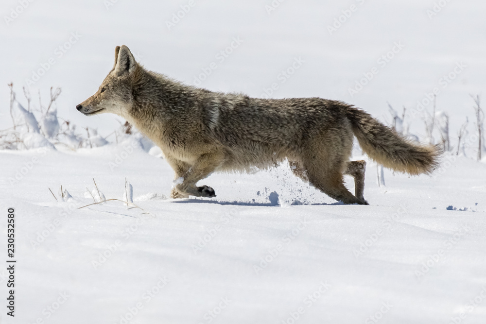 Fototapeta premium Snowy Coyote