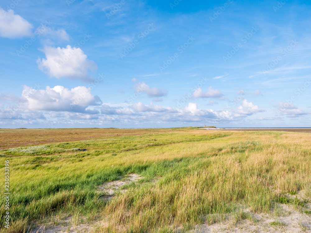 Salt marshes with sand couch and marram grass and sea lavender in nature reserve Boschplaat on island Terschelling, Netherlands
