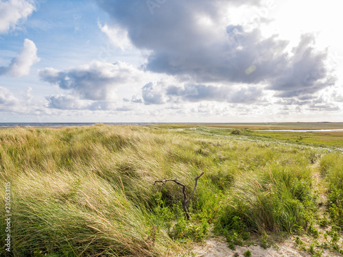 View from Boschplaat with salt marshes and dunes on Terschelling island to tidal flats at low tide of Waddensea, Netherlands photo