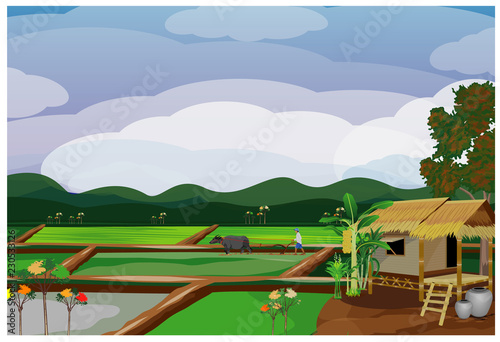 farmer transplant rice seeding in paddy field vector design