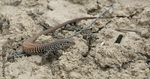 A Western Whiptail (Aspidoscelis tigris) in the dirt, shot in Highline Lake State Park, Mesa County, Colorado.