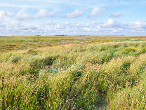 Salt marshes with sand couch and marram grass and sea lavender in nature reserve Boschplaat on island Terschelling  Netherlands
