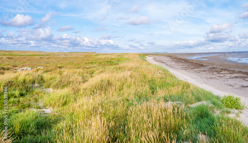 Salt marshes with sea lavender, dunes with sand couch and marram grass and tidal flats at low tide of Waddensea on Boschplaat, Terschelling, Netherlands