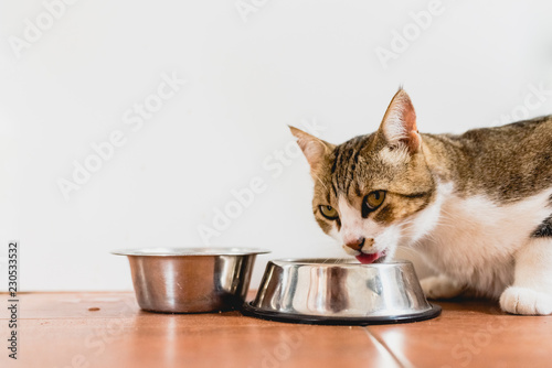 Fototapeta Naklejka Na Ścianę i Meble -  Cat eating from his bowl on the ground.