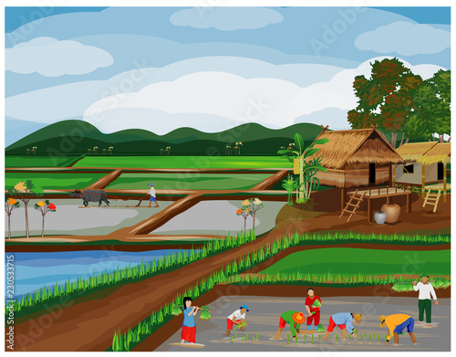 farmer transplant rice seeding in paddy field vector design