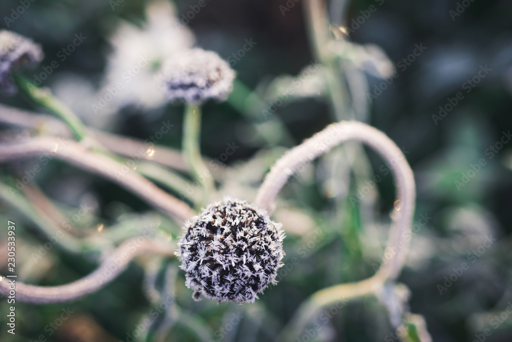 Dead daisies covered with frost Dead daisies covered with frost