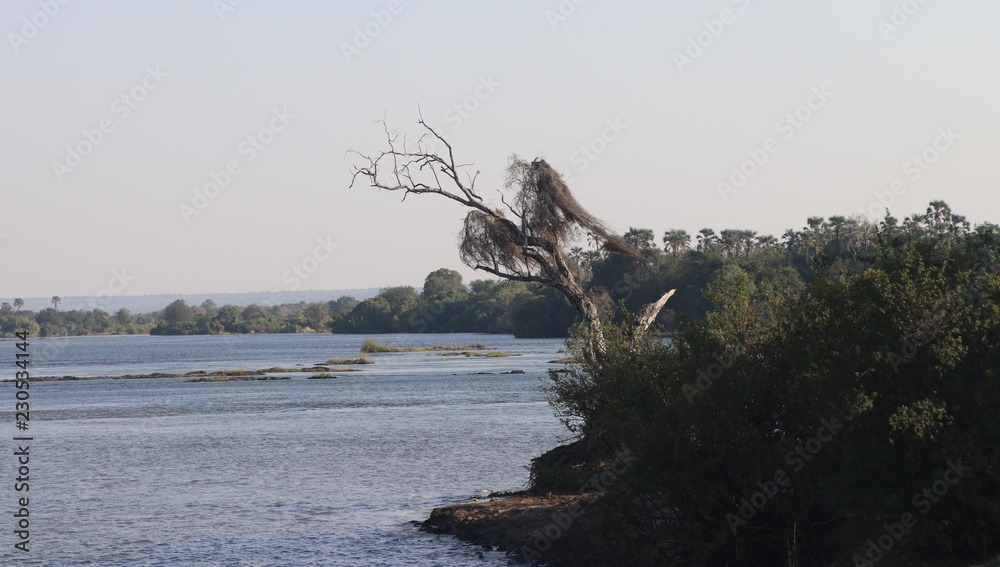 Zambezi Eagle 