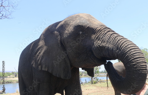 Zambezi Elephant
