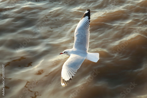 Photography top view flying seagulls in ocean