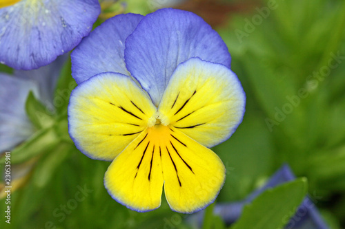 Pansy flower in blue and yellow