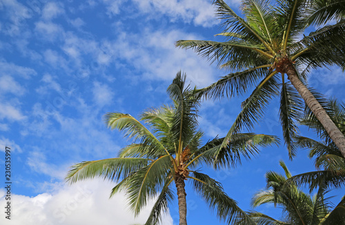 Palm trees on blue sky, Hawaii