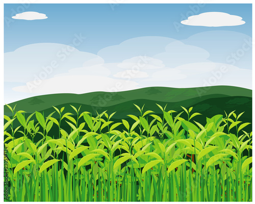 tea garden vector design