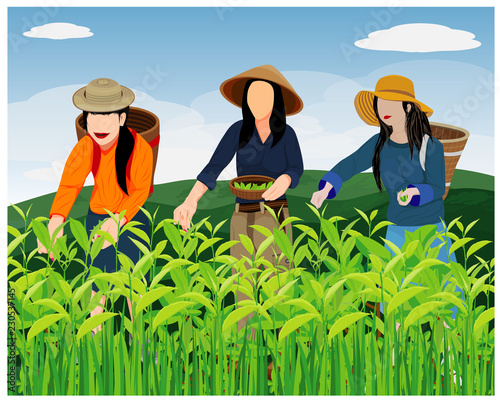 agriculturist harvest tea leave vector design