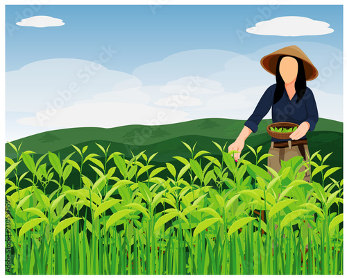 agriculturist harvest tea leave vector design