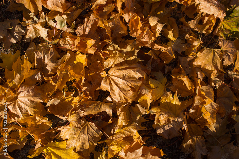 Field of maple leaves. Autumn carpet. Trees threw off foliage. Field of maple leaves. Autumn carpet. Trees threw off foliage.