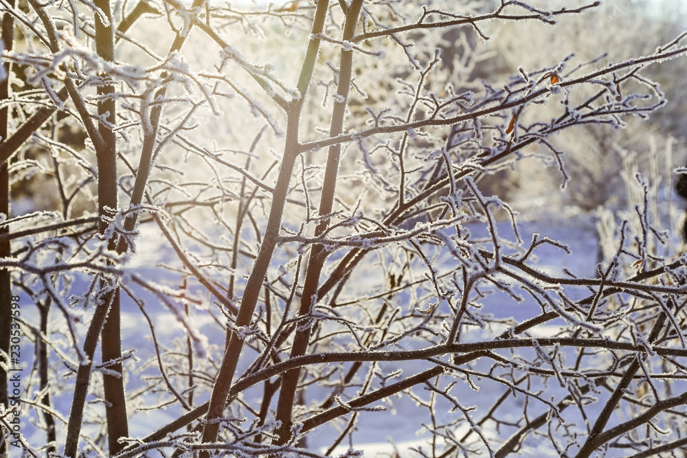 Obraz premium Winter landscape with trees with frost, birch branches covered with hoarfrost. Winter wonderland. Winter fairy tale.