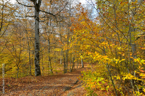 Fototapeta Naklejka Na Ścianę i Meble -  Colorful stunning autumn forest landscape in October.