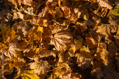 Field of maple leaves. Autumn carpet. Trees threw off foliage. © Piotr