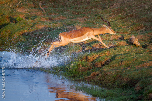 Common Impala in Kruger National park  South Africa   Specie Aepyceros melampus family of Bovidae