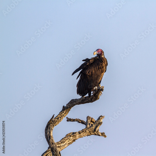 Lappet faced Vulture in Kruger National park, South Africa ; Specie  Torgos tracheliotos family of Accipitridae photo
