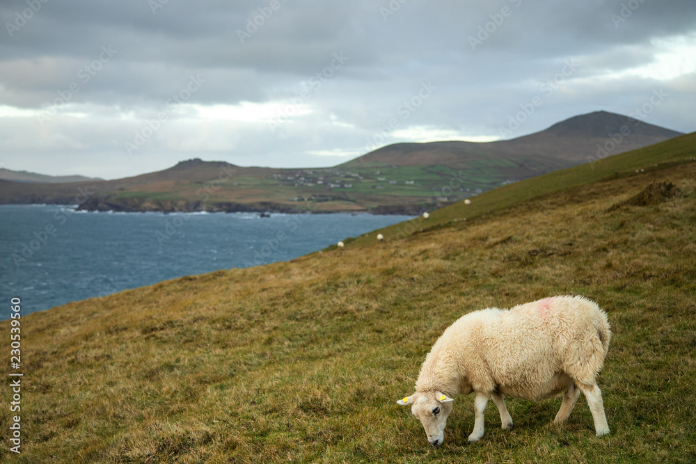Irish Sheep in Slea Head, Dingle Circle, Ireland