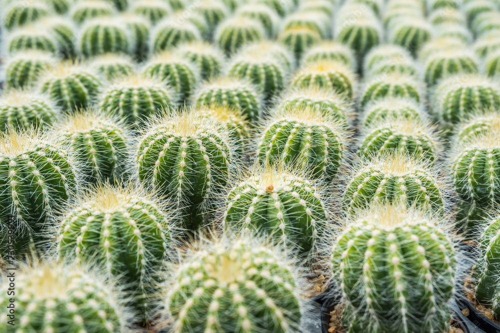 Cactus many variants in the pot for planting arranged in rows select and soft focus. Cactus background and texture or copy space. Cactus many variants in the pot for planting arranged in rows select and soft focus. Cactus background and texture or copy space.