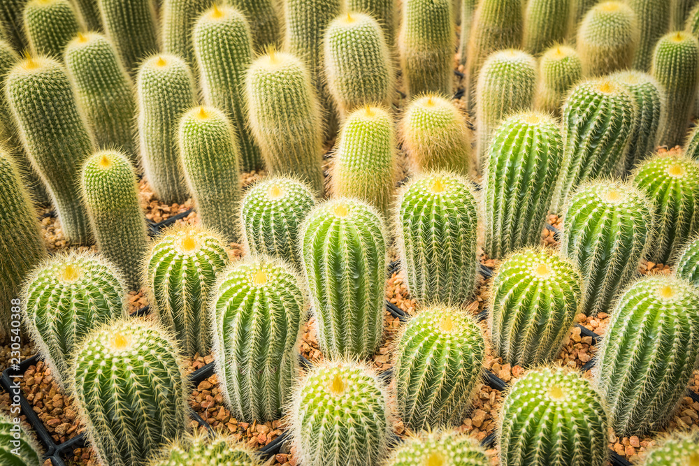 Cactus many variants in the pot for planting arranged in rows select and soft focus. Cactus background and texture or copy space. Cactus many variants in the pot for planting arranged in rows select and soft focus. Cactus background and texture or copy space.