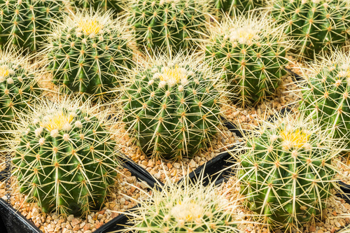 Cactus many variants in the pot for planting arranged in rows select and soft focus. Cactus background and texture or copy space.